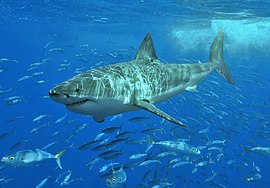 270px-White shark.jpg