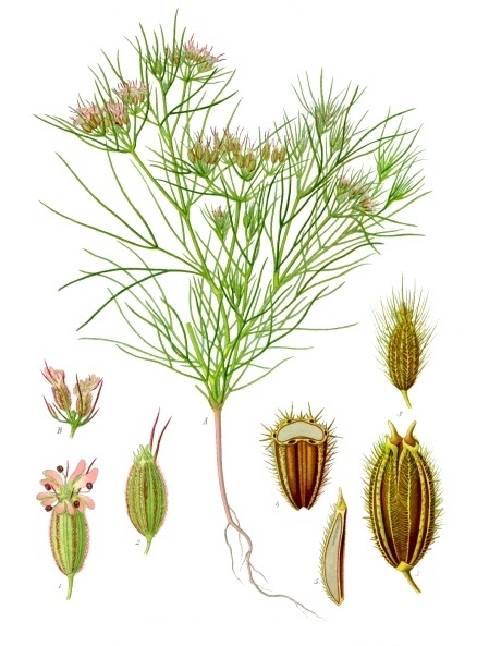 Файл:Cuminum cyminum - Köhler–s Medizinal-Pflanzen-198.jpg