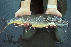 Lake trout fish in hands salvelinus namaycush.jpg