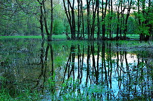 300px-Morava's flooded forest 03.jpg