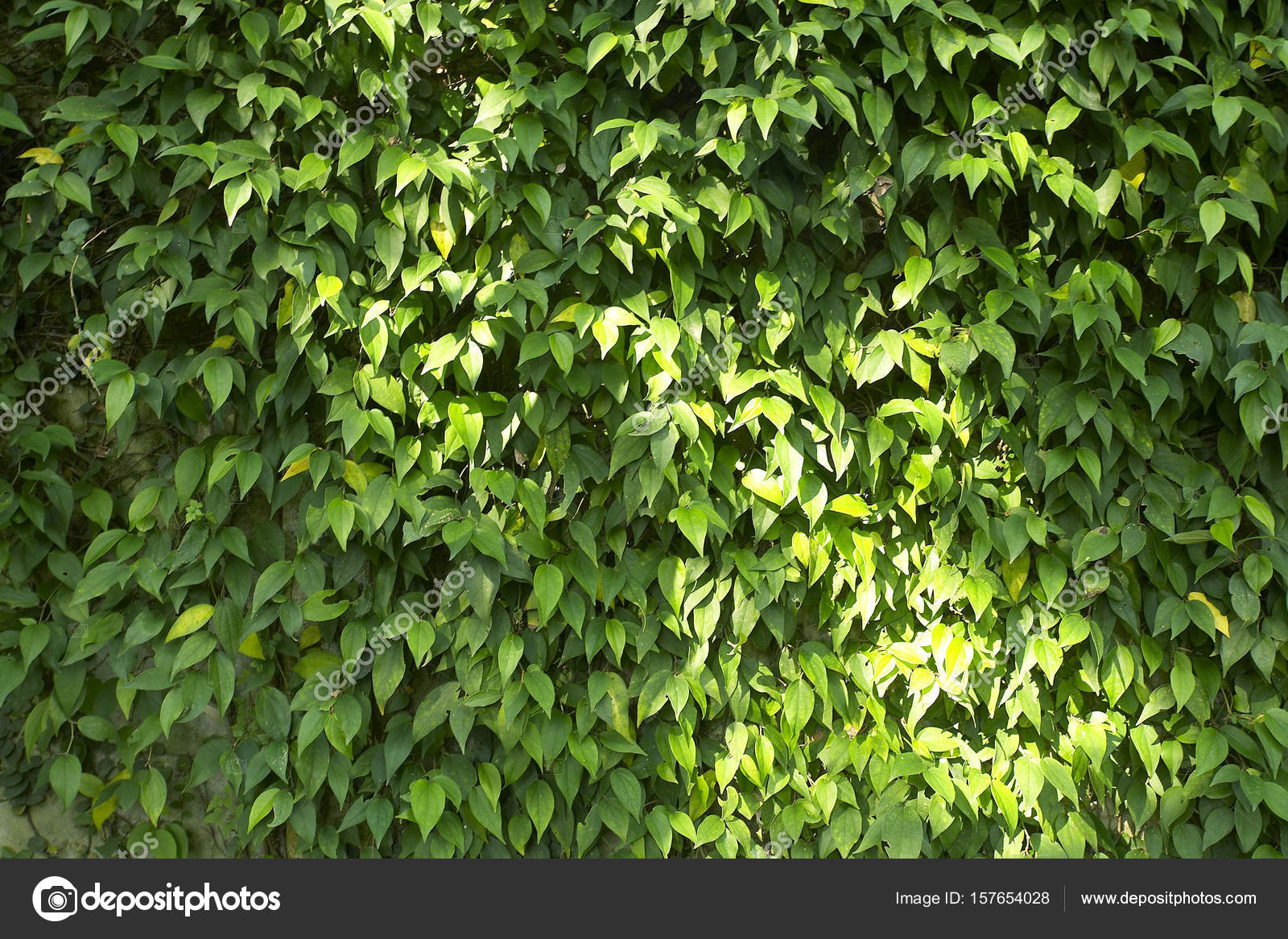 Depositphotos 157654028-stock-photo-foliage-wall-background.jpg