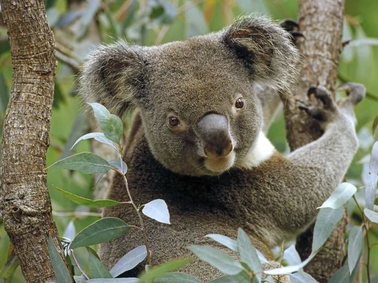 Koala191117.jpg