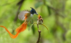 Bird-of-paradise.jpg
