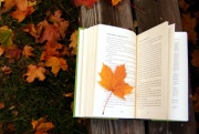 Autumn book 771x517.jpg