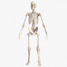 MaleSkeletonFullBody3dsmodel000.jpg2306647C-8541-436F-9EFE-E72ED595586ALarge.jpg