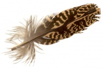 Feather of Otis tarda.jpg