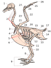 800px-Squelette oiseau.svg.png