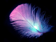 Feather.JPG