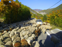 Mouton sur la route de Entrevaux a Annot 0566.jpg