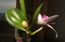 Detka-orchidea1.jpg