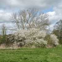 Blackthorn ot Sloe (Prunus spinosa) - geograph.org.uk - 1239757.jpg