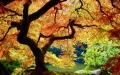 Golden-autumn-background-wallpaper-nature-desktop-41473.jpg