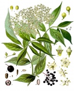 Sambucus nigra - Köhler–s Medizinal-Pflanzen-127.jpg