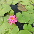 Depositphotos 82164912-stock-photo-pink-lotus-flower.jpg