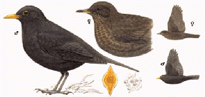 Common-Blackbird.gif