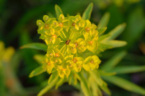 1280px-Euphorbia esula - kibe piimalill.jpg