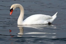 300px-Cavalierelatino - Swan in the lake with reflection (by).jpg