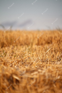 A-golden-stubble-of-mown-wheat-field-against-a-blue-sky-selective-focus 94863-508.jpg