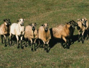 Cool sheep 7.jpg