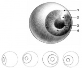 Глазной белок.jpg