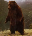 Bear181217.jpg