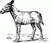 Donkey 21783 lg.gif