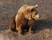 Ведмедиха1.jpg
