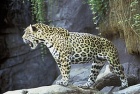 300px-Jaguar animal panthera onca.jpg