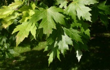 Acer-saccharinum-leaves.jpg