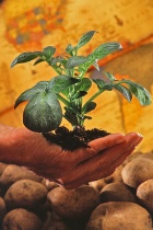 400px-Potato plant.jpg