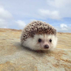 Hedgehogs are perfect pets!.jpeg