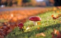 6915756-mushrooms-nature-autumn.jpg