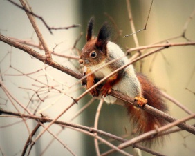 Squirrel 15.jpg