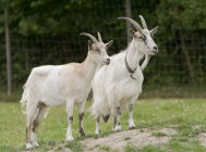 Goats Go Inspecting..jpg