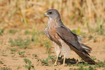 Levant Sparrowhawk14.jpg