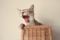 Cat yawn.jpeg