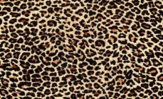 Леопардовий1.jpg