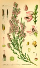 Calluna vulgaris s.jpg