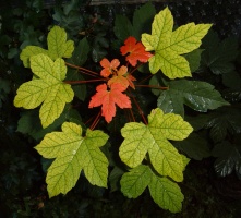 Maple leaves.jpg