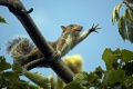 Squirrel 17.jpg