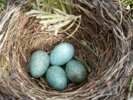 Blackbird-nest-221117.jpg