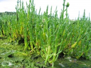 Salicornia europaea en Bretagne.jpg