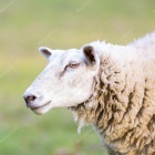 Depositphotos 44558051-stock-photo-sheep-wool-sheep-close-up.jpg
