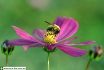 Honeybee 05.jpg