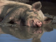 Pig-in-mud.jpg