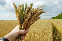 Пшениця. 12.04.2024.jpg