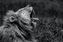Lion yawn.jpeg