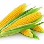Corn2.jpg