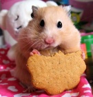Hamster1.jpg