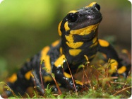 Salamandra.jpg